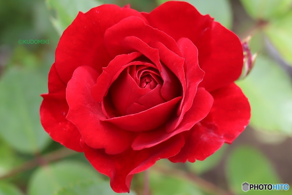 赤い薔薇