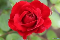 赤い薔薇