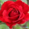 赤い薔薇