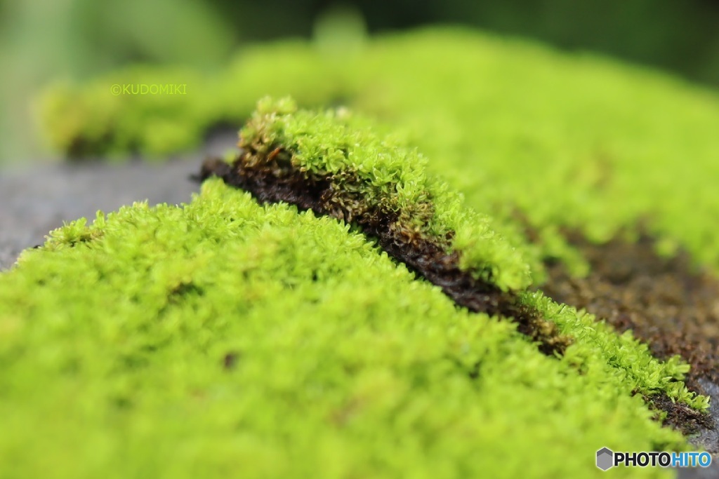 苔の断層