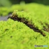 苔の断層