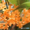 キンモクセイ香る