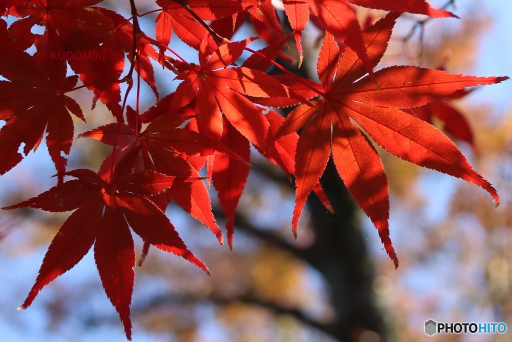 紅葉