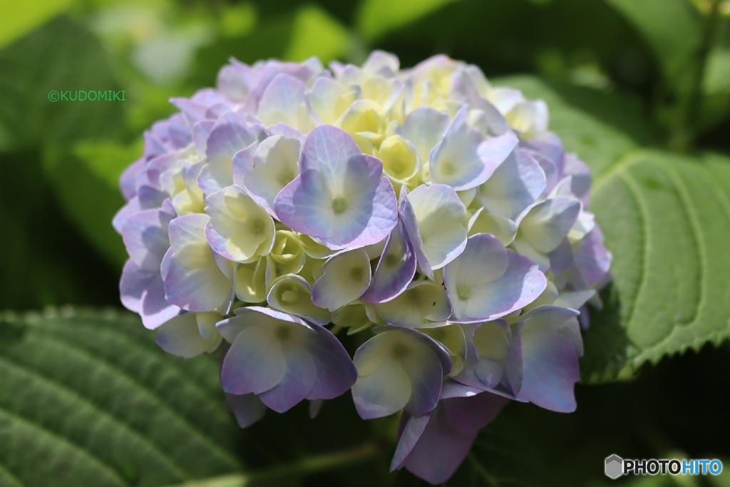 紫陽花