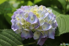 紫陽花