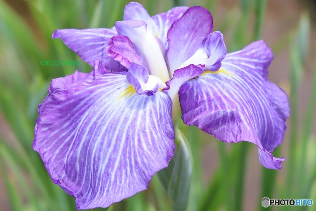 花菖蒲