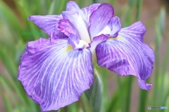 花菖蒲