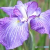 花菖蒲
