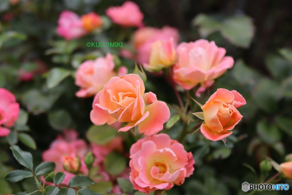 秋の薔薇園