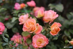 秋の薔薇園
