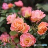 秋の薔薇園