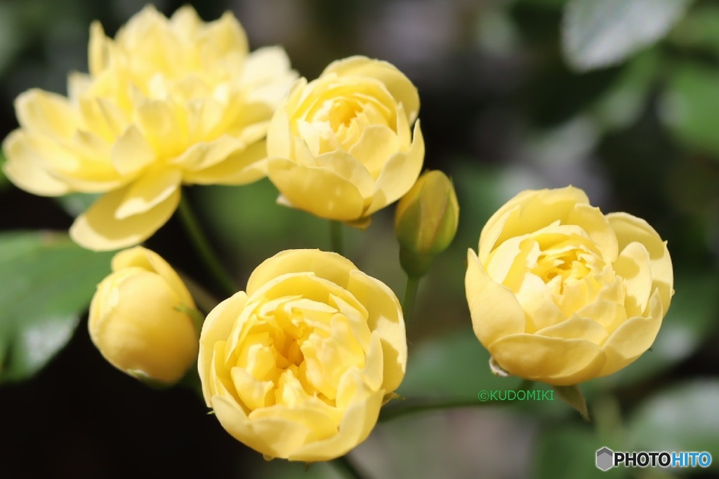 次々開花