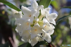 沈丁花