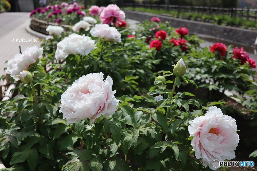 親水公園の緑道で
