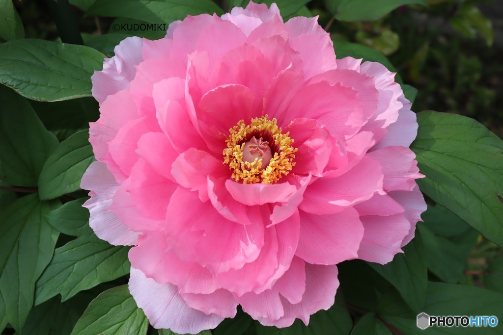 美しい牡丹の花