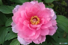 美しい牡丹の花