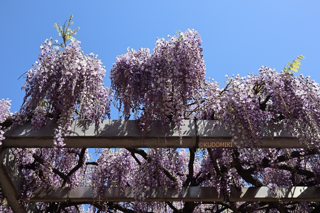 藤の花