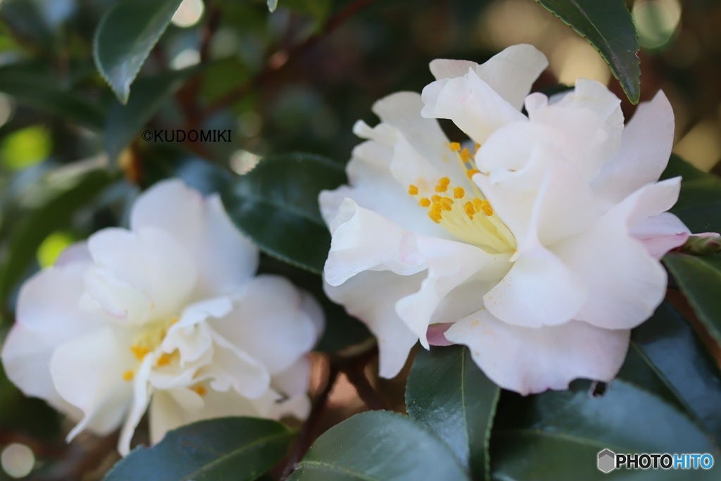 八重の白いサザンカ