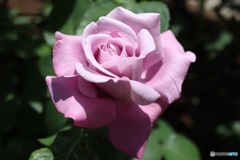 美しい薔薇の花