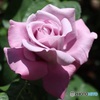 美しい薔薇の花
