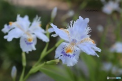 シャガの花