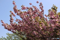 緑道の八重桜