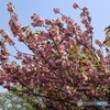 緑道の八重桜