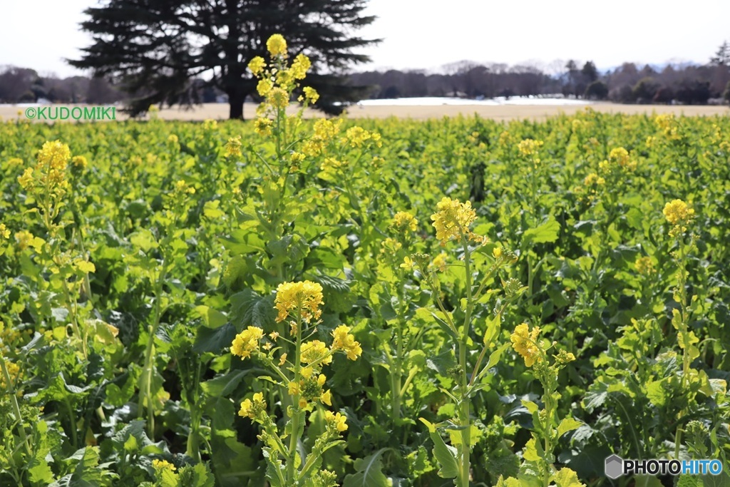 広い公園で咲く菜花