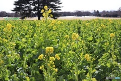 広い公園で咲く菜花