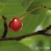 大きく見える？