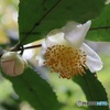 茶の花