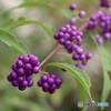 小紫式部