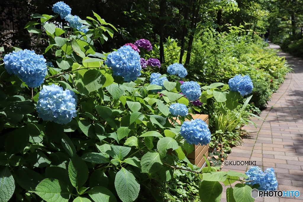 緑道の紫陽花