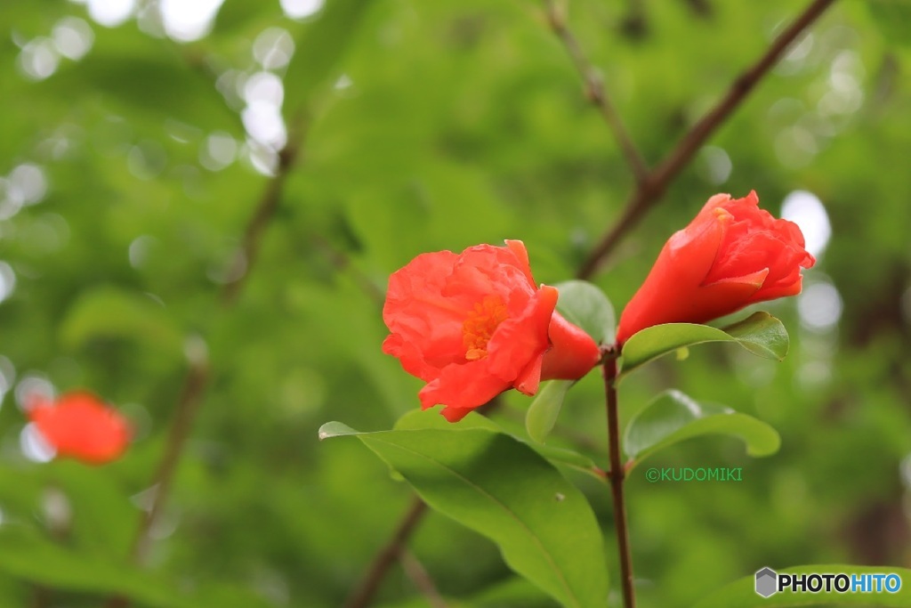 ザクロの花