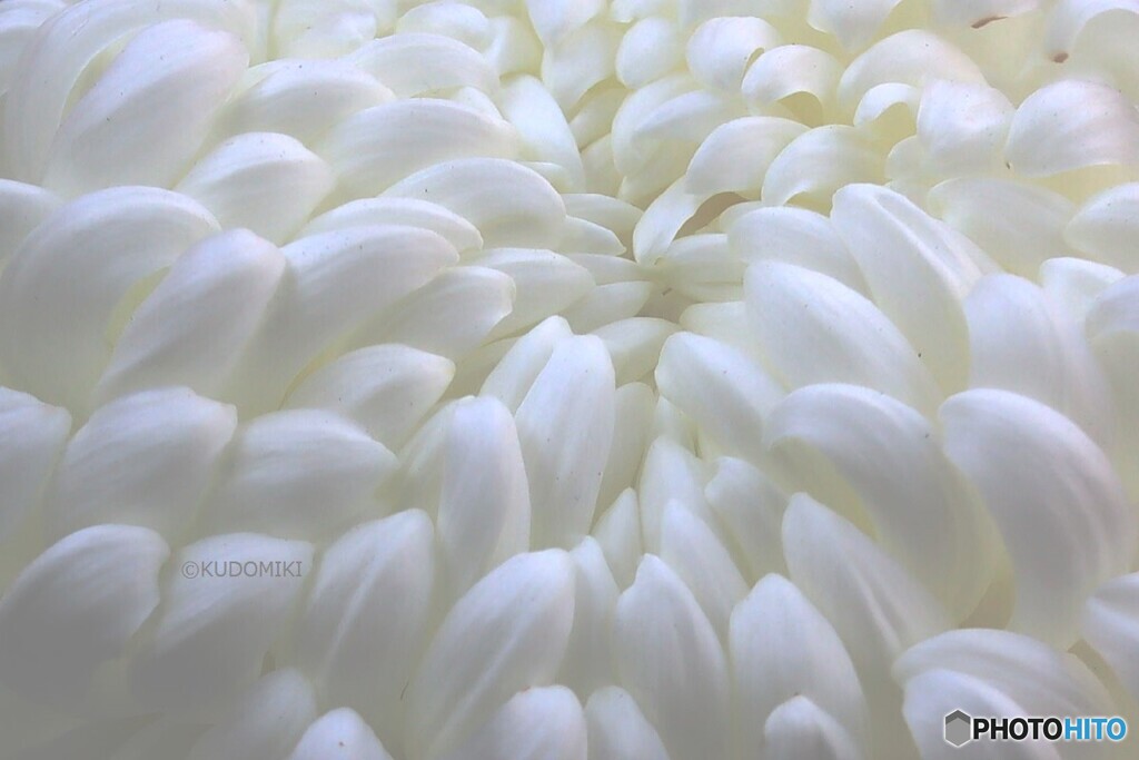 白い花弁
