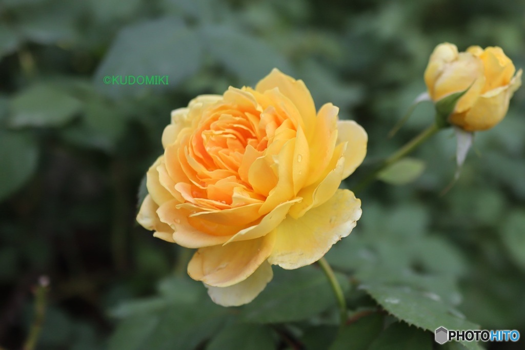 ローズガーデンで