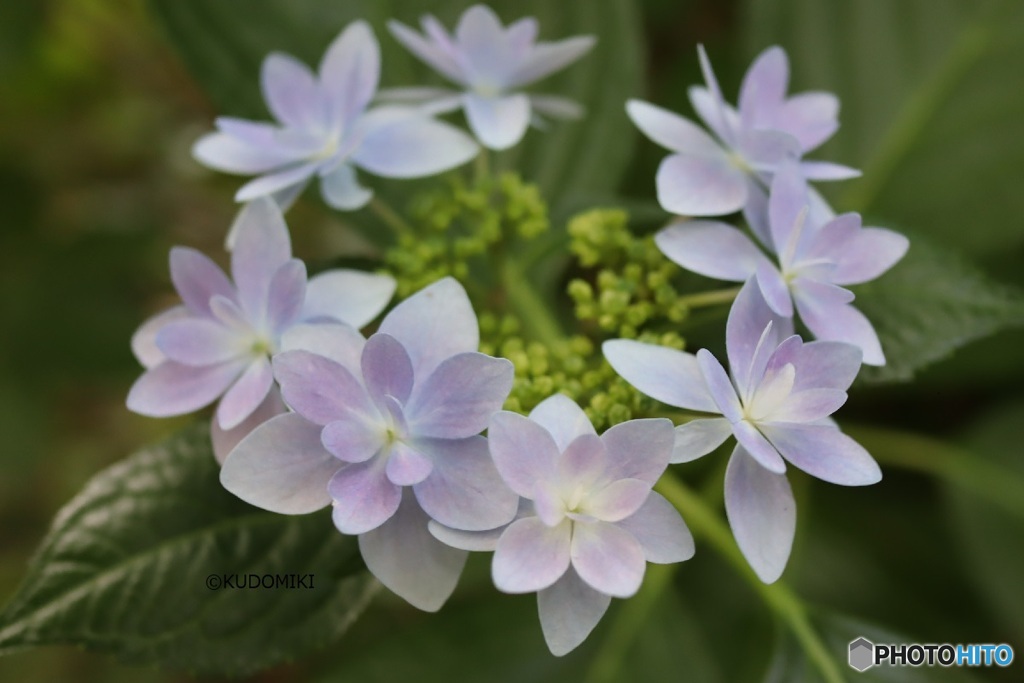 紫陽花リング