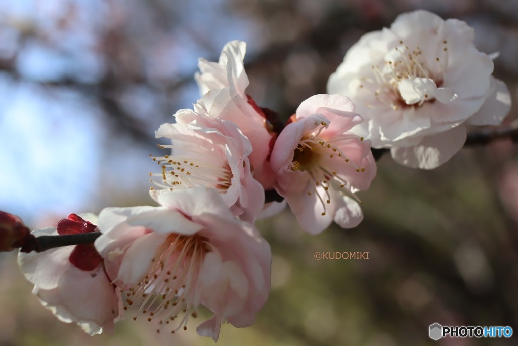 梅の花