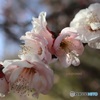 梅の花