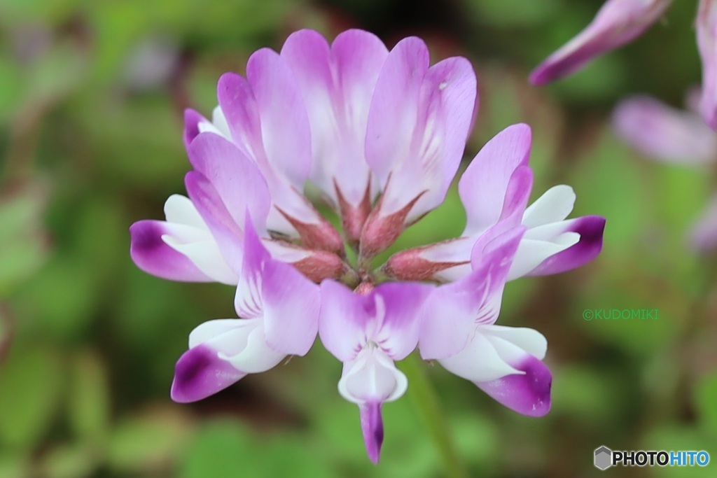蓮華草