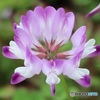 蓮華草