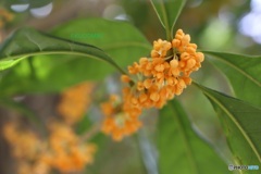 開き始めの金木犀