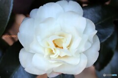 白花八重サザンカ