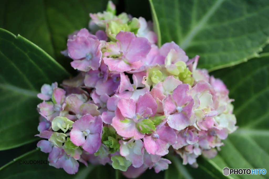 夏でも紫陽花