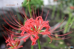 彼岸花