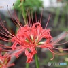 彼岸花