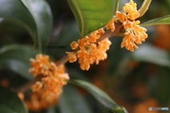 やっと咲いたキンモクセイ