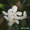 白い木犀