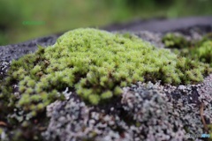 苔の丘