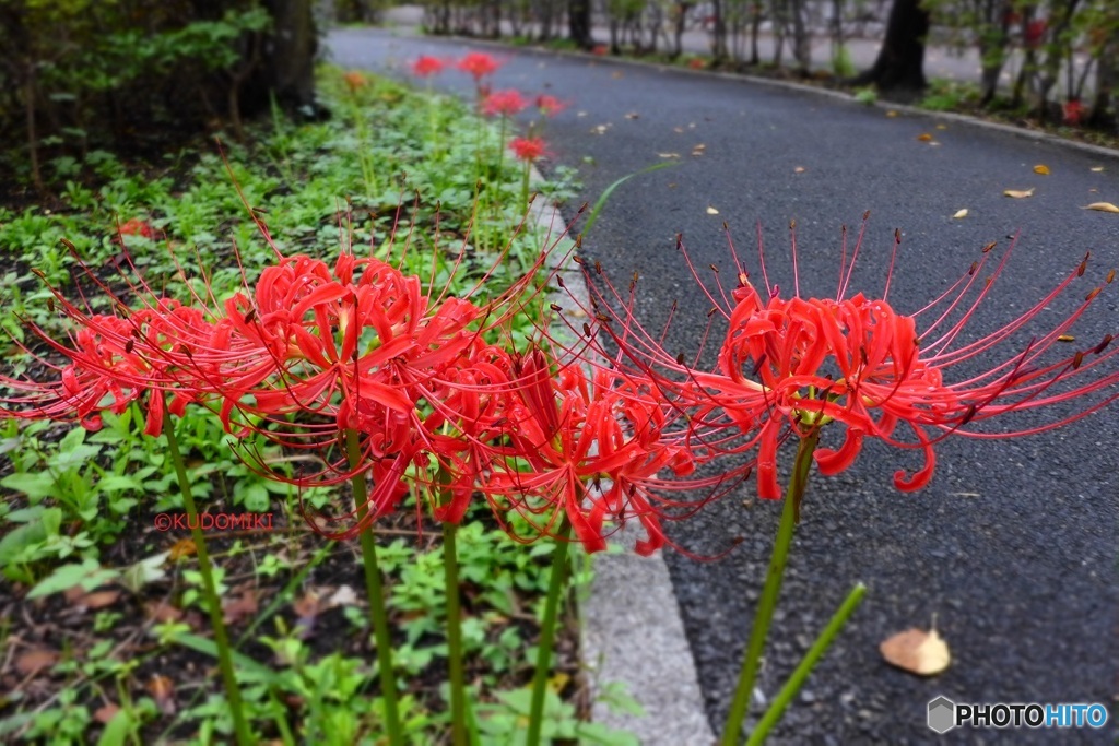 まばらに咲く道